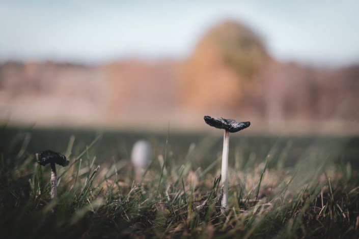 Einsamer Pilz